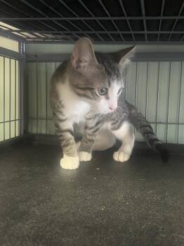 Bowie -  Domestic Short Hair Cat for Adoption in Broomall, Pennsylvania - Bowie | PetCurious