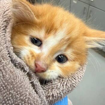 Azriel -  Domestic Medium Hair Cat for Adoption in Troy, Virginia - Azriel | PetCurious