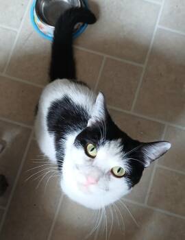 Pudge -  Domestic Short Hair Cat for Adoption in Shell Lake, Wisconsin - Pudge | PetCurious
