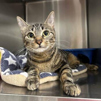 Domestic Short Hair Cats Available for Adoption in La Grange Park, Illinois - Jedi | PetCurious