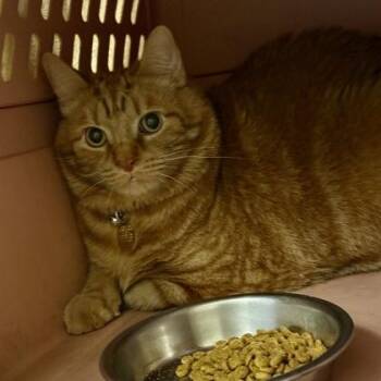 Malachi -  Domestic Short Hair Cat for Adoption in Lansing, Michigan - Malachi | PetCurious