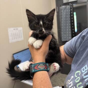 Domestic Short Hair Cats Available for Adoption in Morganton, North Carolina - Sting | PetCurious
