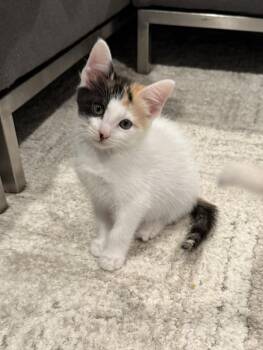 Margarita -  Domestic Short Hair Cat for Adoption in Overland Park, Kansas - Margarita | PetCurious