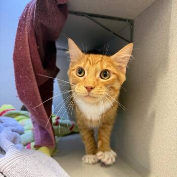 Domestic Medium Hair Cats Available for Adoption in Pittsburgh, Pennsylvania - Alex | PetCurious
