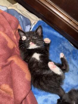 Domestic Short Hair Cats Available for Adoption in Virginia Beach, Virginia - Sam | PetCurious