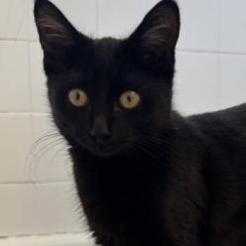 Domestic Short Hair Cats Available for Adoption in St. Louis, Missouri - Puppet/WILLOW | PetCurious