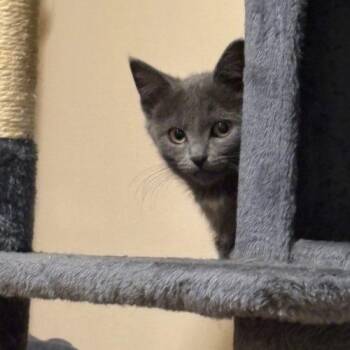 AJ -  Domestic Short Hair Cat for Adoption in Kenosha, Wisconsin - AJ | PetCurious