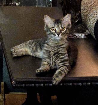 Rescue Manx and Maine Coon Cats for Adoption in Magnolia Springs, Alabama - Mercedes | PetCurious