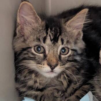 Domestic Short Hair Cats Available for Adoption in Denison, Texas - Azzi | PetCurious