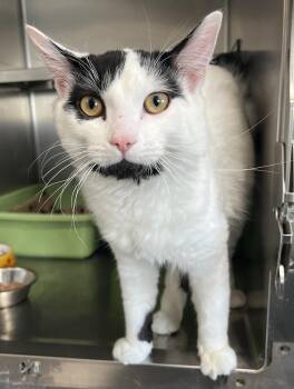 Domestic Medium Hair Cats Available for Adoption in Sainte-angèle-de-monnoir, Quebec - MILKY (CR/SC) | PetCurious