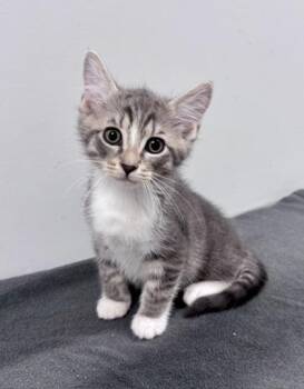 Jueves -  Domestic Short Hair Cat for Adoption in Watkinsville, Georgia - Jueves | PetCurious
