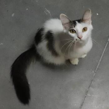 Frannie -  Domestic Medium Hair Cat for Adoption in Lakeland, Florida - Frannie | PetCurious