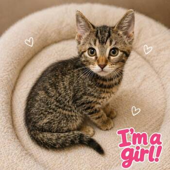 Tabby Cats Available for Adoption in Quincy, Ohio - Lucy | PetCurious