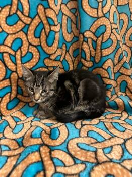 Sprout @Petsmart Walker Rd -  Domestic Short Hair Cat for Adoption in Newberg, Oregon - Sprout @Petsmart Walker Rd | PetCurious