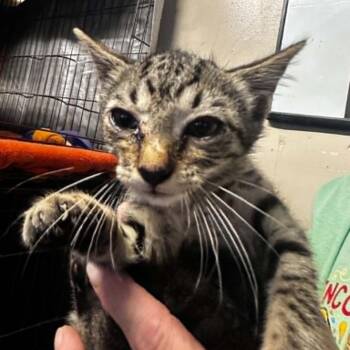 Yatta -  Domestic Short Hair Cat for Adoption in Stephenville, Texas - Yatta | PetCurious
