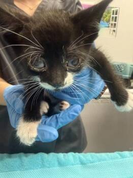 04373B Munchi -  Domestic Short Hair Cat for Adoption in North Charleston, South Carolina - 04373B Munchi | PetCurious