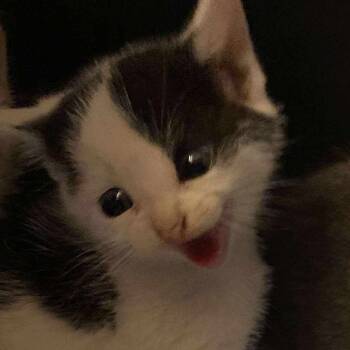 Rescue Domestic Short Hair Cats for Adoption in Bangor, Maine - Mouse | PetCurious