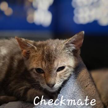 Checkmate -  Domestic Short Hair Cat for Adoption in Waldorf, Maryland - Checkmate | PetCurious