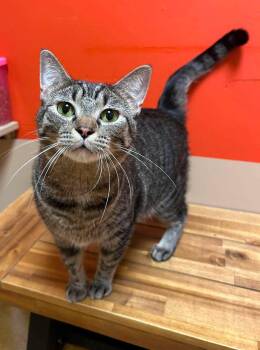 Posie -  Domestic Short Hair Cat for Adoption in Maryville, Missouri - Posie | PetCurious