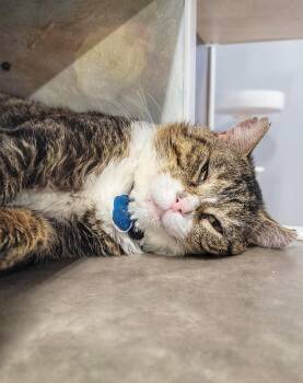 GARY the Cat -  Domestic Short Hair Cat Available for Adoption in Grand Rapids, Michigan - GARY The Cat | PetCurious