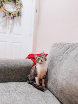 Fern -  Maine Coon Cat for Adoption in Goodyear, Arizona - Fern | PetCurious