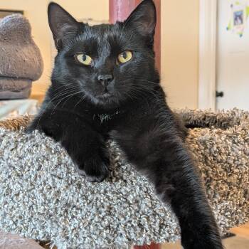 Vincenzo Aka "Vinny" -  Domestic Short Hair Cat for Adoption in Newburgh, New York - Vincenzo Aka "Vinny" | PetCurious
