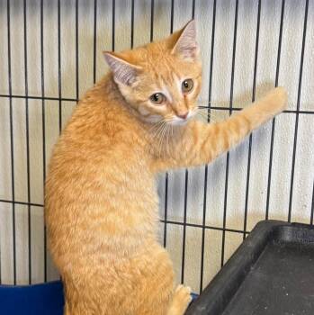 Deuce -  Domestic Short Hair Cat for Adoption in Saginaw, Michigan - Deuce | PetCurious