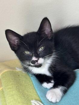 Mittens -  Domestic Short Hair Cat for Adoption in Seattle, Washington - Mittens | PetCurious