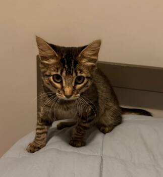 Nova -  Domestic Short Hair Cat for Adoption in Little Rock, Arkansas - Nova | PetCurious