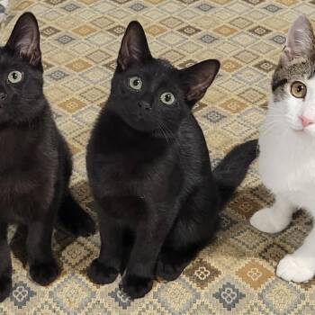 Rescue Bombay and Abyssinian Cats for Adoption in Lake Orion, Michigan - Gomez | PetCurious