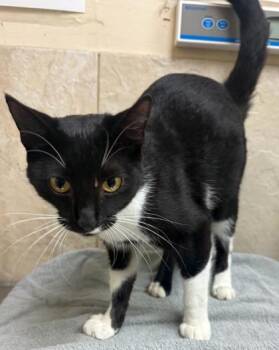 Cheerio -  Domestic Short Hair Cat for Adoption in Honolulu, Hawaii - Cheerio | PetCurious