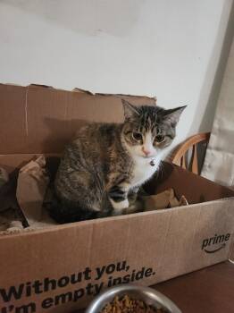 Rescue Domestic Short Hair Cats for Adoption in Lyle, Minnesota - Runty | PetCurious