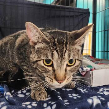 1987 Ford Fiesta -  Domestic Short Hair Cat for Adoption in Davenport, Iowa - 1987 Ford Fiesta | PetCurious