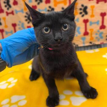 Anna 26-06-163 -  Domestic Short Hair Cat for Adoption in Bastrop, Texas - Anna 26-06-163 | PetCurious