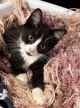 Rescue Domestic Short Hair Cats for Adoption in Toledo, Ohio - Jimmy | PetCurious