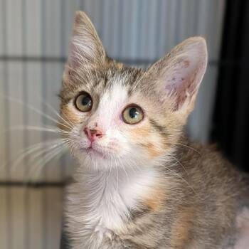 Eleanor -  Domestic Short Hair Cat for Adoption in Cape Girardeau, Missouri - Eleanor | PetCurious