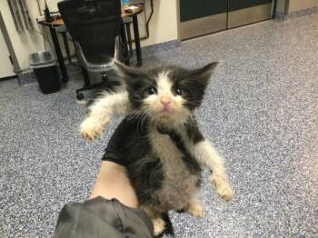 Domestic Short Hair Cats Available for Adoption in Thousand Palms, California - A1913309 | PetCurious