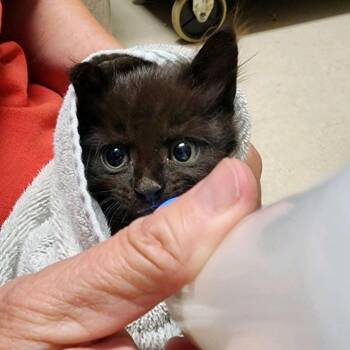 Tiny -  Domestic Short Hair Cat for Adoption in Columbus, North Carolina - Tiny | PetCurious