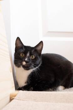 Rescue Domestic Short Hair Cats for Adoption in Vancouver, Washington - Cookie | PetCurious