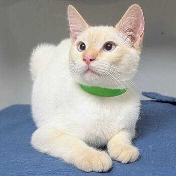 Frank -  Siamese and Domestic Short Hair Cat for Adoption in Brighton, Missouri - Frank | PetCurious