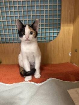Georgia -  Domestic Short Hair Cat for Adoption in Honolulu, Hawaii - Georgia | PetCurious