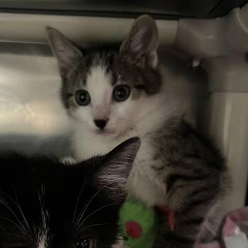 Street Glide -  Domestic Short Hair Cat for Adoption in Mentor, Ohio - Street Glide | PetCurious