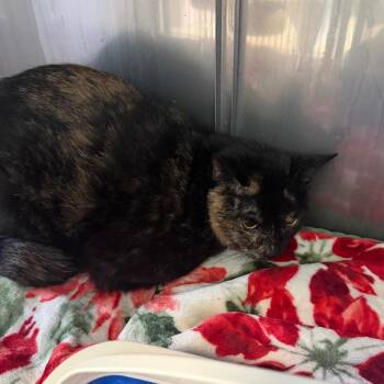 Roulette -  Domestic Short Hair Cat for Adoption in Pittsburgh, Pennsylvania - Roulette | PetCurious