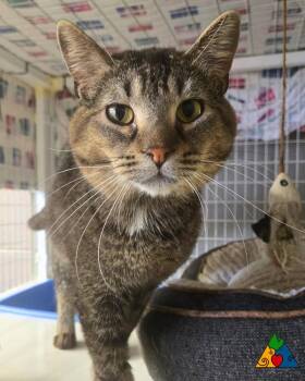 Domestic Short Hair Cats Available for Adoption - Steve | PetCurious