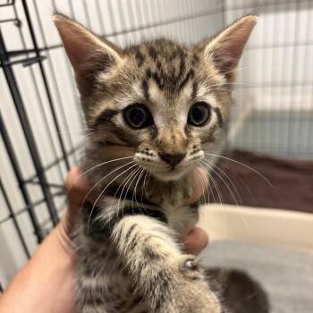 Saber -  Domestic Short Hair Cat for Adoption in Parrish, Alabama - Saber | PetCurious