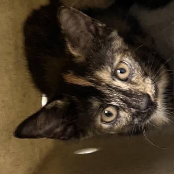 Brookie -  Domestic Short Hair Cat for Adoption in Philadelphia, Pennsylvania - Brookie | PetCurious