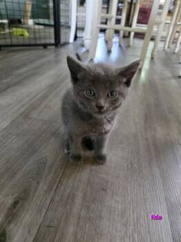 FIDA -  Domestic Short Hair Cat for Adoption in Colorado Springs, Colorado - FIDA | PetCurious