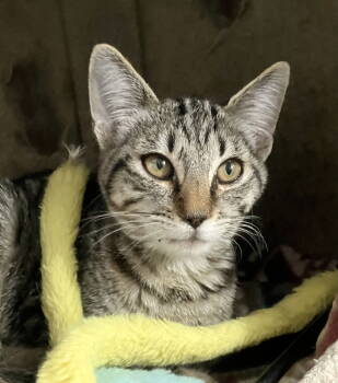 Rescue Tabby and Domestic Short Hair Cats for Adoption in Dublin, Ohio - Kima | PetCurious