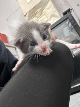 Domestic Short Hair Cats Available for Adoption in Sevierville, Tennessee - Daisy | PetCurious