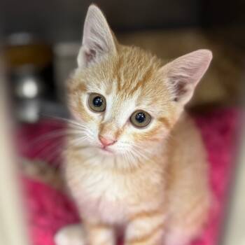 Rescue Domestic Short Hair Cats for Adoption in Redwood Falls, Minnesota - Aunt Bee | PetCurious